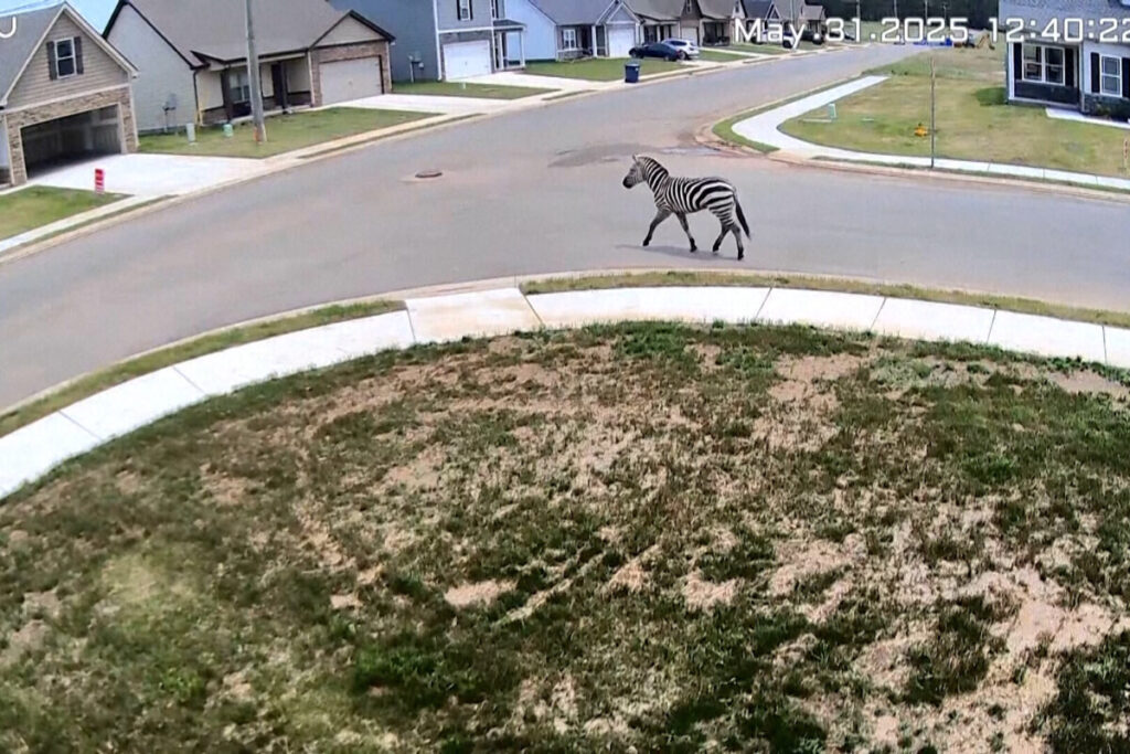 A Tennessee County Is ‘Fascinated’ as an Escaped Zebra Runs Wild
