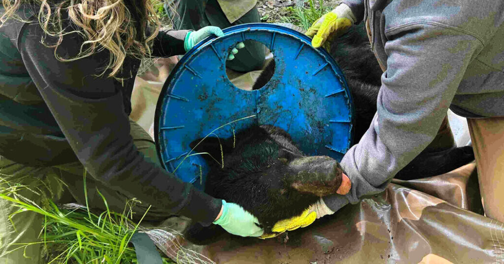 Bear Whose Head Was Stuck for Two Years Is Freed