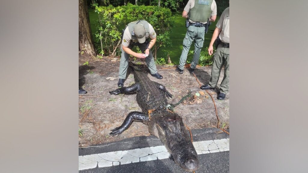 Alligator injures girl swimming in popular summer state park destination