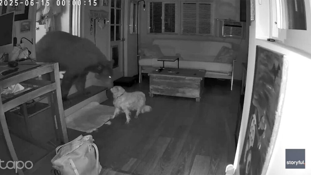 Security footage shows dog’s dramatic showdown with full-sized bear inside California home