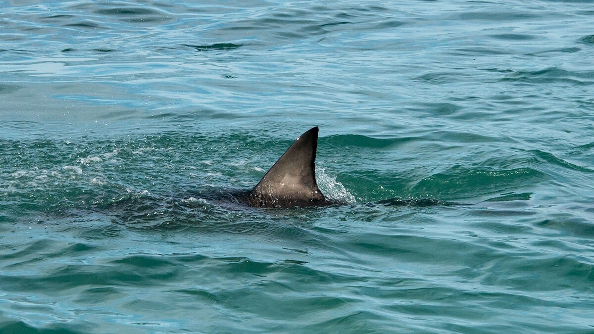 Beaches with most shark attacks as Americans pay tribute to 'Jaws' and activist weighs in  at george magazine