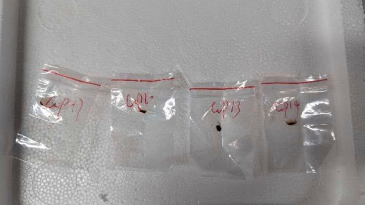 Chinese bioterror suspects' arrests signal communist country plotting 'something worse' than COVID: expert  at george magazine
