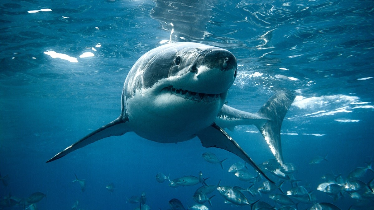 Two shark attacks reported in separate vacation hotspots as summer beach season starts  at george magazine