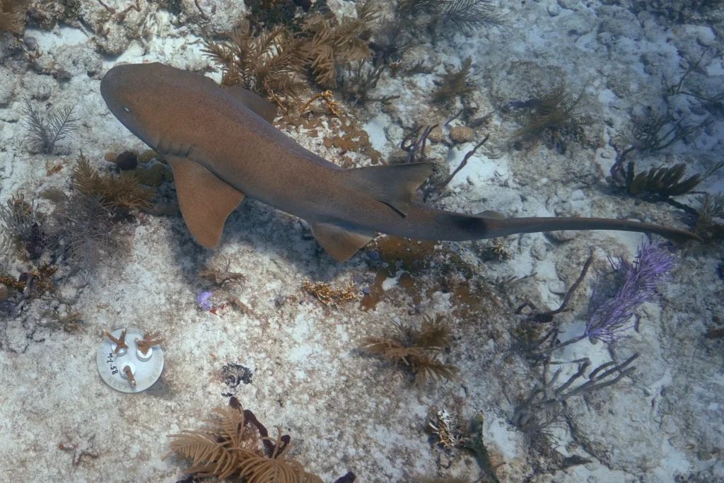 Florida divers who freed sharks caught by NOAA vessel ‘extremely grateful’ for Trump pardon