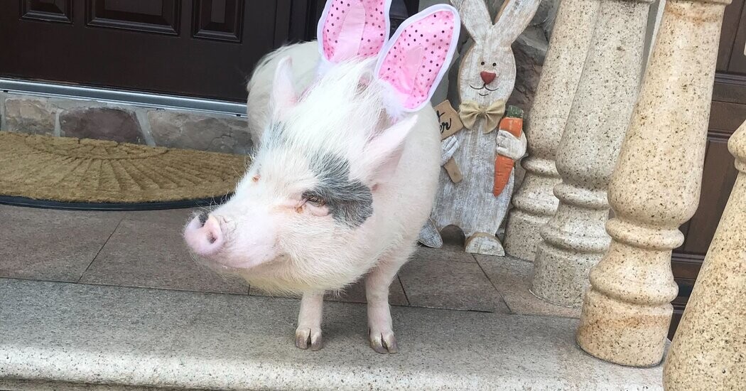 Lucy the Pig, a Celebrity on Staten Island, Can Stay at Home for Now  at george magazine