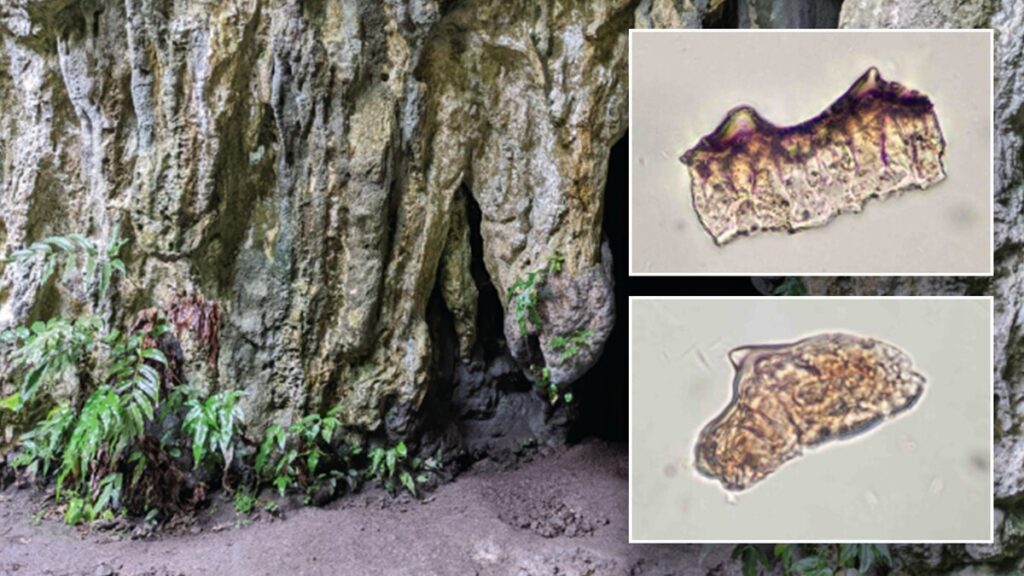 Archaeologists uncover 3,500-year-old rice remains in oldest part of remote region