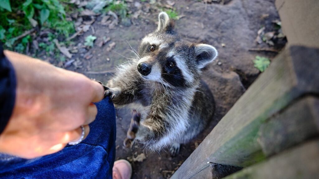 Rabies infections are increasing in wild animals — should you worry?