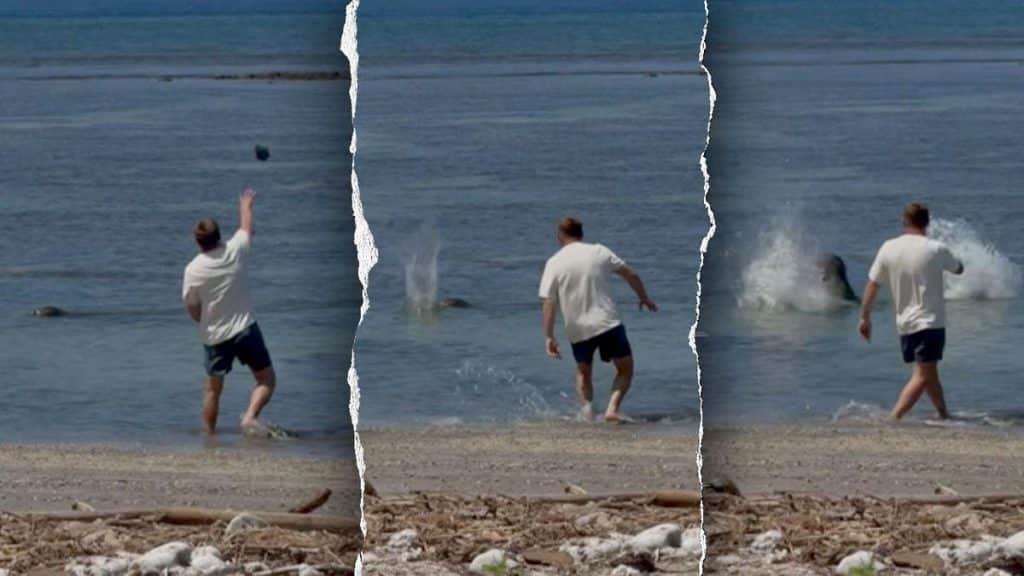 Attorney for man accused of throwing rock at endangered Hawaiian monk seal says client was protecting turtles