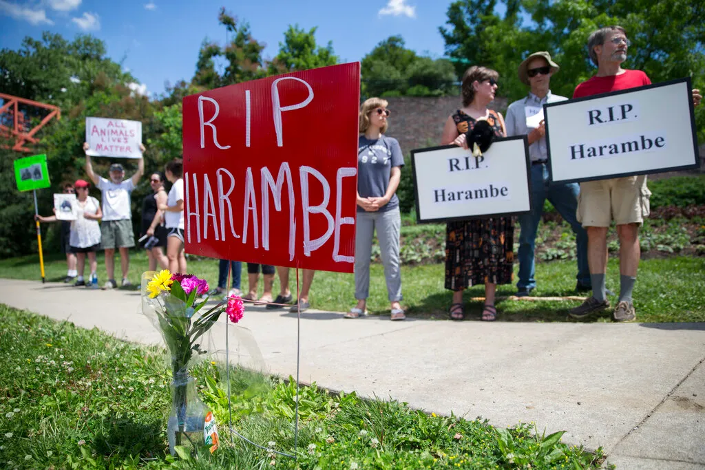 White House shares tribute to gorilla legend Harambe  at george magazine