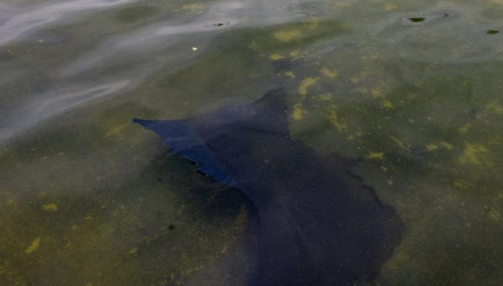 Pirro floats ‘serious charges’ for vandals fostering algal blooms in Reflecting Pool