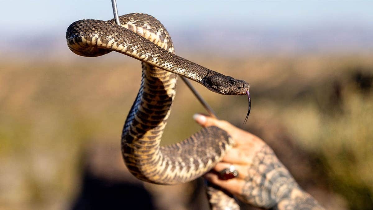 California toddler bitten by rattlesnake hiding beneath Amazon package amid active snake season  at george magazine