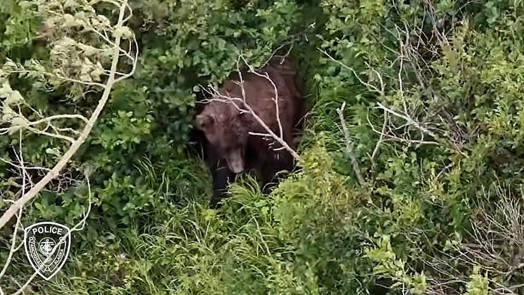 Woman attacked by brown bear while hiking with friend and 3 dogs near Alaska state park