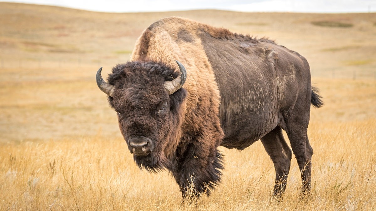 Woman risks being gored by bison for a selfie at Badlands National Park in shocking footage at george magazine