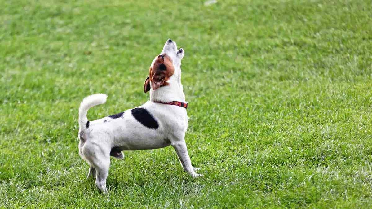Inquiring minds are asking: How soon is too soon to get a new dog after losing your four-legged best friend?  at george magazine