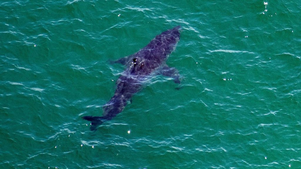 10-foot great white shark spotted swimming dangerously close to young people