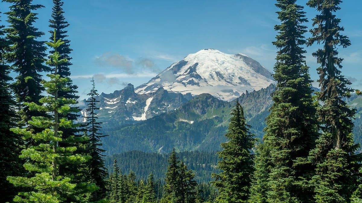 Crowd tests their luck getting close to wild bear for pictures and video at Mount Rainer  at george magazine