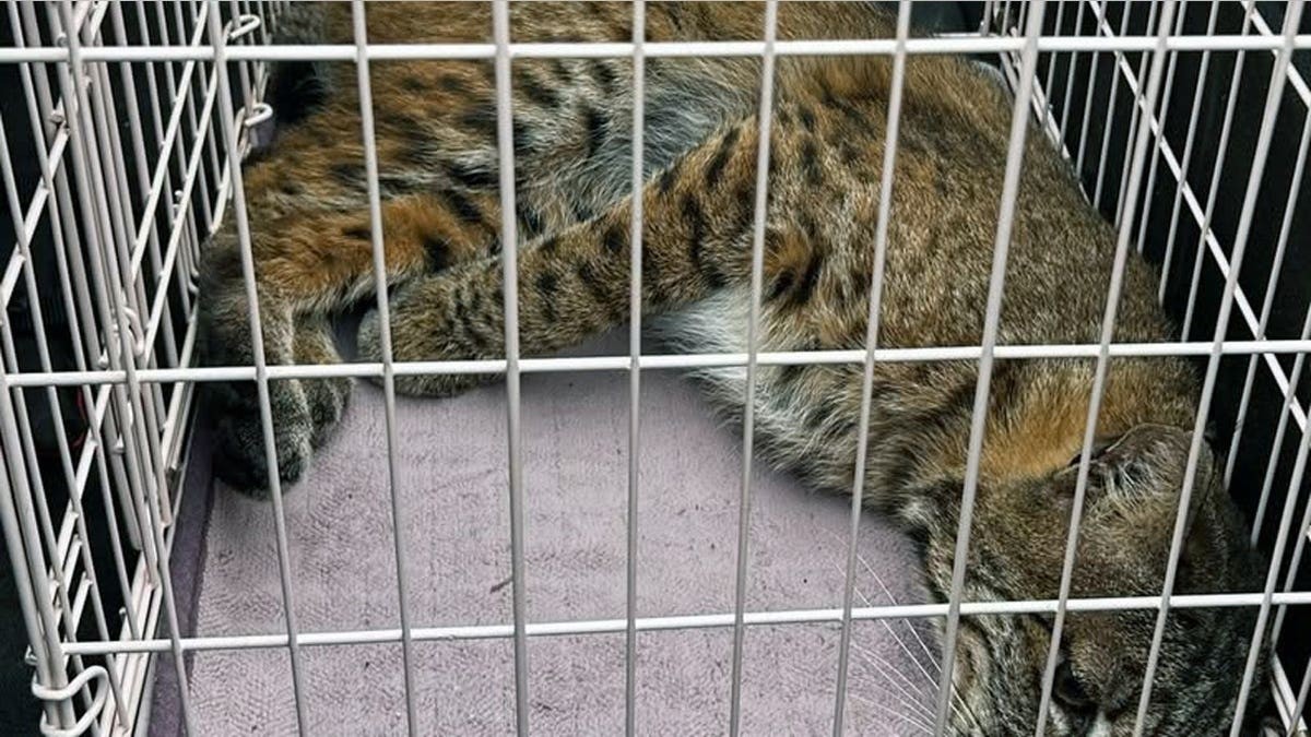 Washington homeowner hears mysterious banging, calls 911 before police find growling bobcat at top of stairs at george magazine