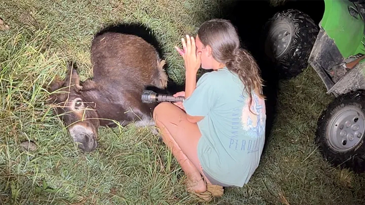 Georgia cop kills beloved pet donkey in his own pasture as heartbroken owner demands justice: 'We miss him'  at george magazine