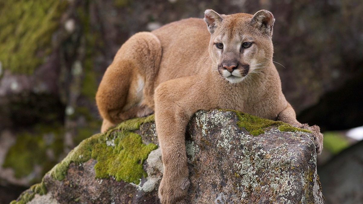 Wyoming man kicks mountain lion in the face to save his dog, then fights it off bare-handed  at george magazine