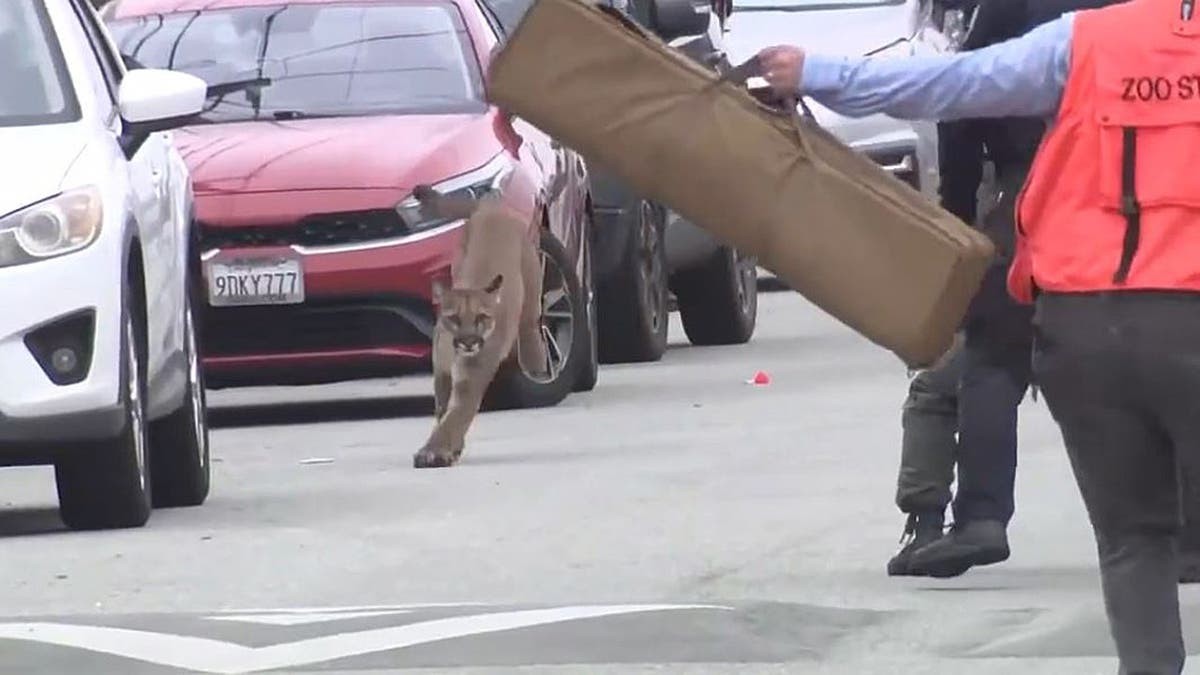 Mountain lion caught on camera evading capture in San Francisco before being tranquilized, released at george magazine