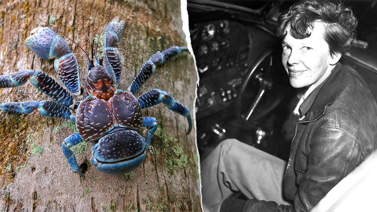 Giant meat-eating crabs with crushing grip complicate Amelia Earhart expedition on remote island at george magazine