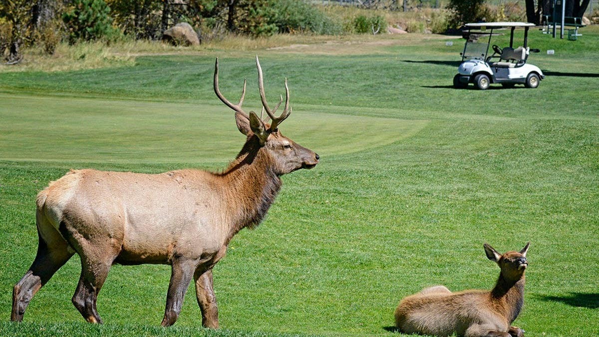 Golfer distracted by 'a nice rack' shanks tee shot in the direction of large bull elk, wisely grabs a new ball  at george magazine